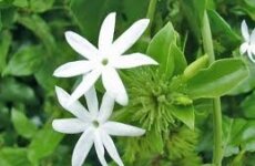 Jasminum (Жасмин)